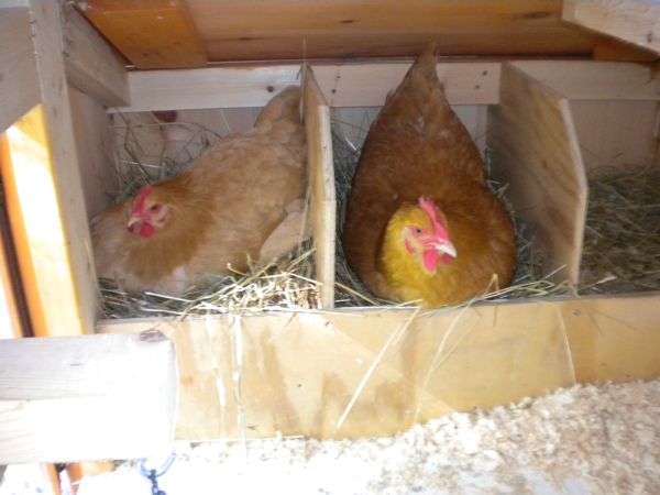 Chicken Habitat